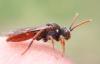 Nomada ferruginata